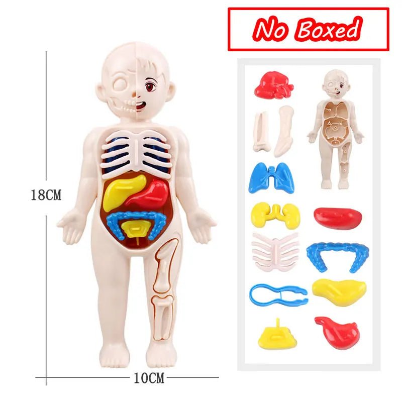 3D Montessori Human Body Puzzle & Learning Toy - Toys Market