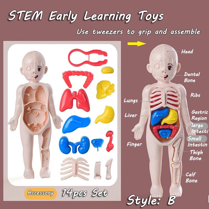 3D Montessori Human Body Puzzle & Learning Toy - Toys Market