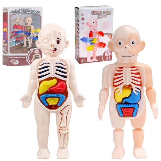 3D Montessori Human Body Puzzle & Learning Toy - Toys Market