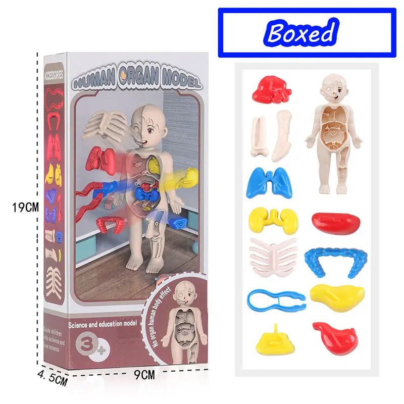 3D Montessori Human Body Puzzle & Learning Toy - Toys Market