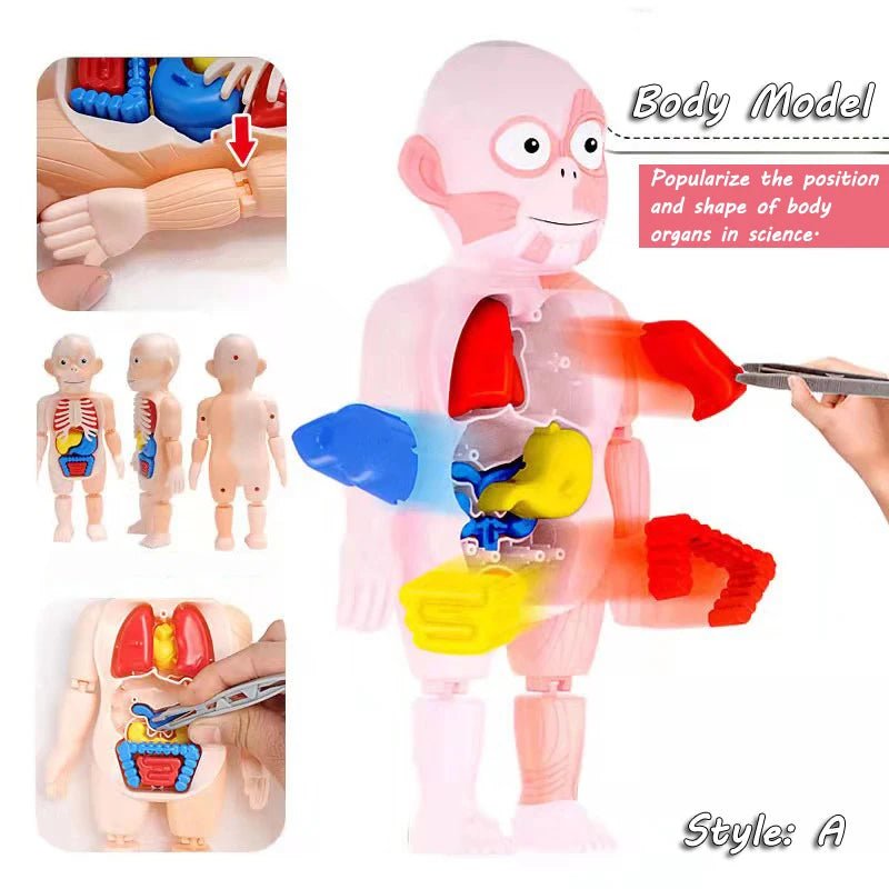 3D Montessori Human Body Puzzle & Learning Toy - Toys Market