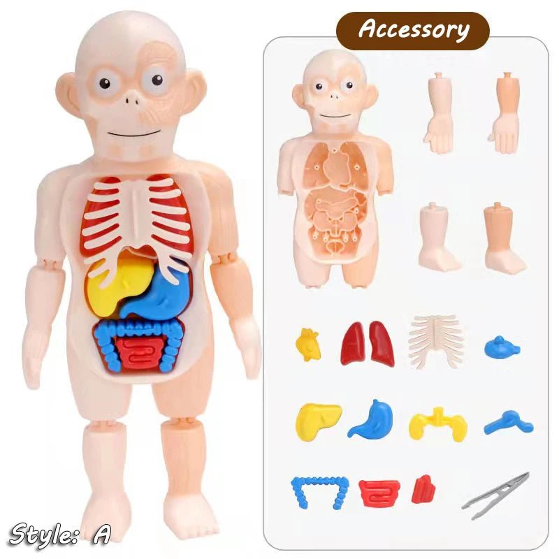 3D Montessori Human Body Puzzle & Learning Toy - Toys Market