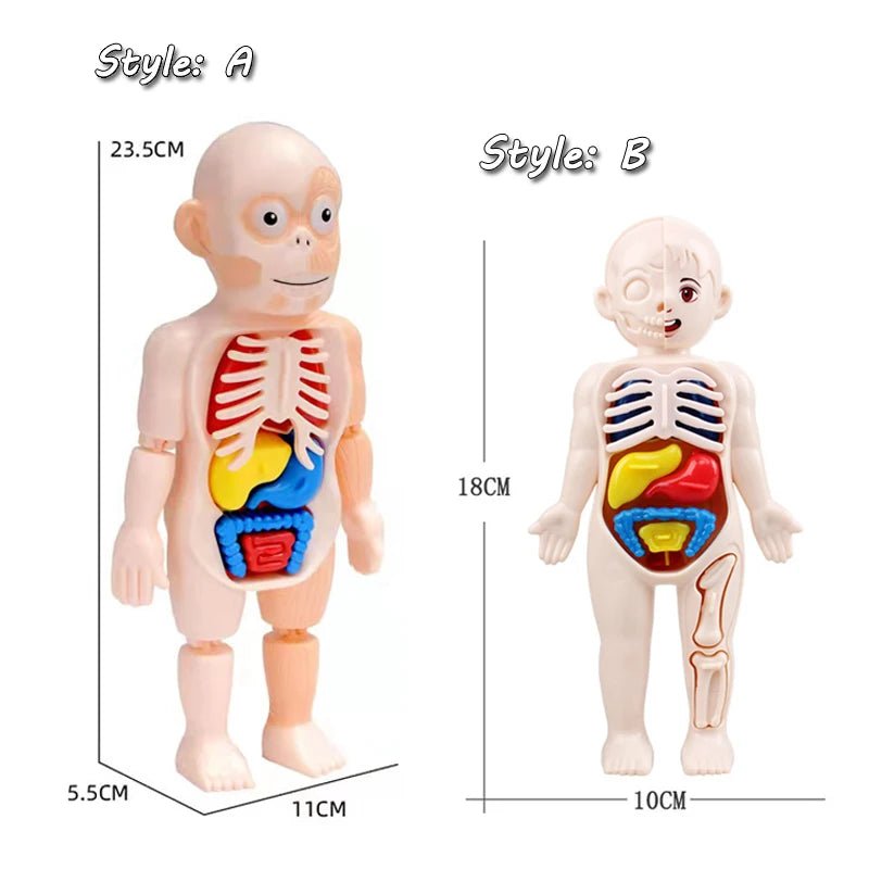 3D Montessori Human Body Puzzle & Learning Toy - Toys Market